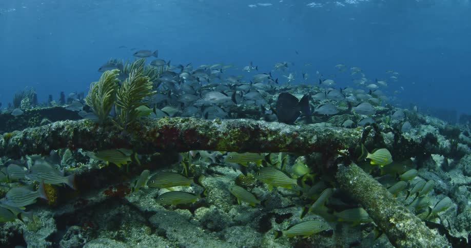 A diver films a school of fish in a shipwreck