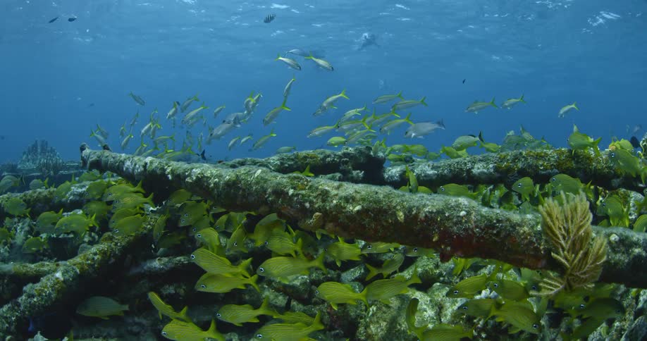 Many fish swim at the bottom of the ocean