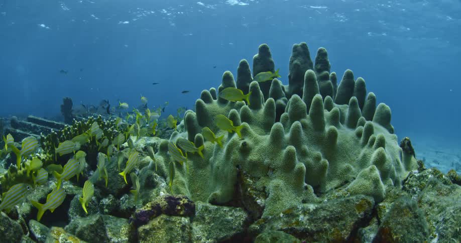 A school of fish swimming near a lumpy rock