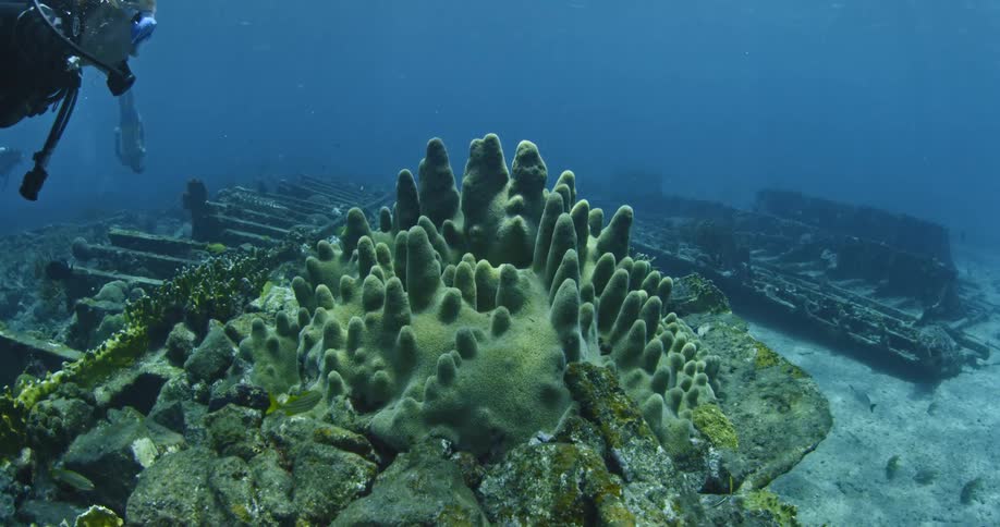Scuba divers swim at the bottom of the ocean