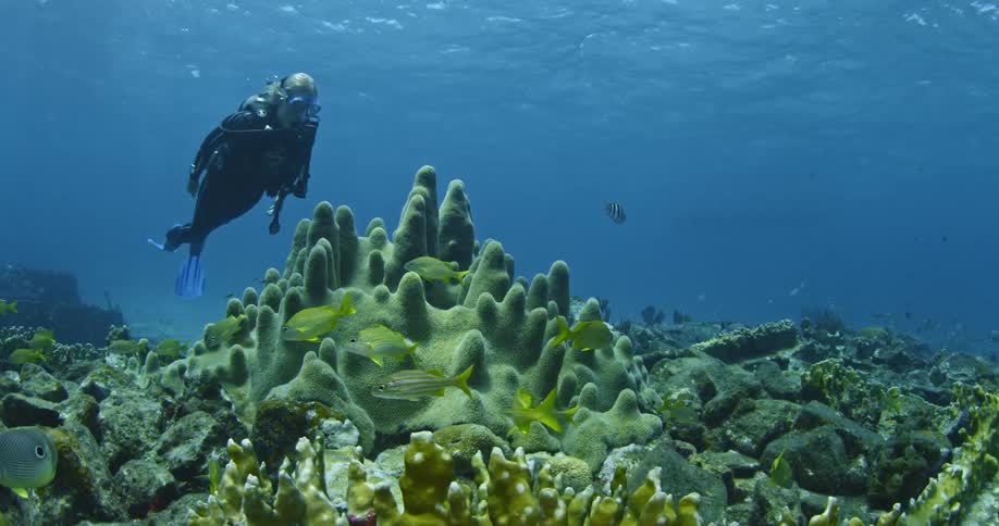 A diver is swimming around a coral reef during the day