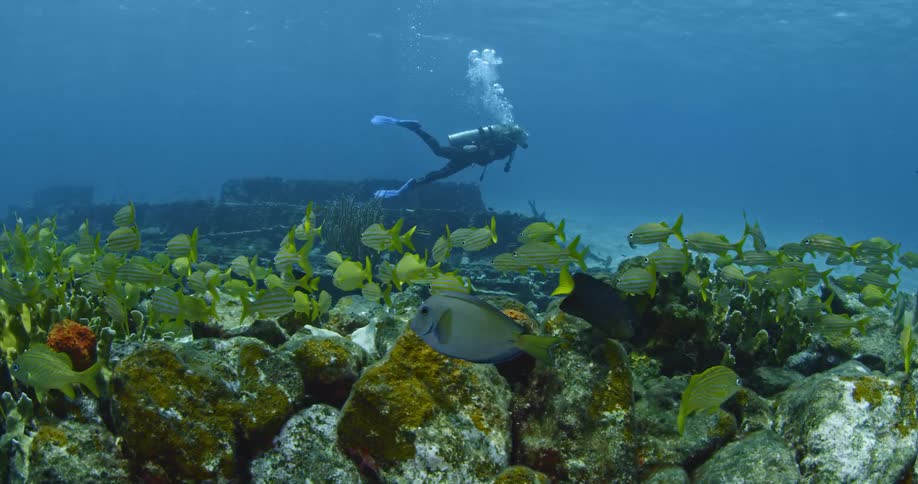Scuba divers and fish swim in the ocean