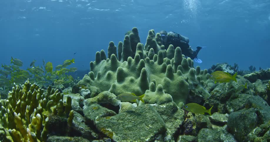 Scuba diver inspecting the area close to the bottom of the sea