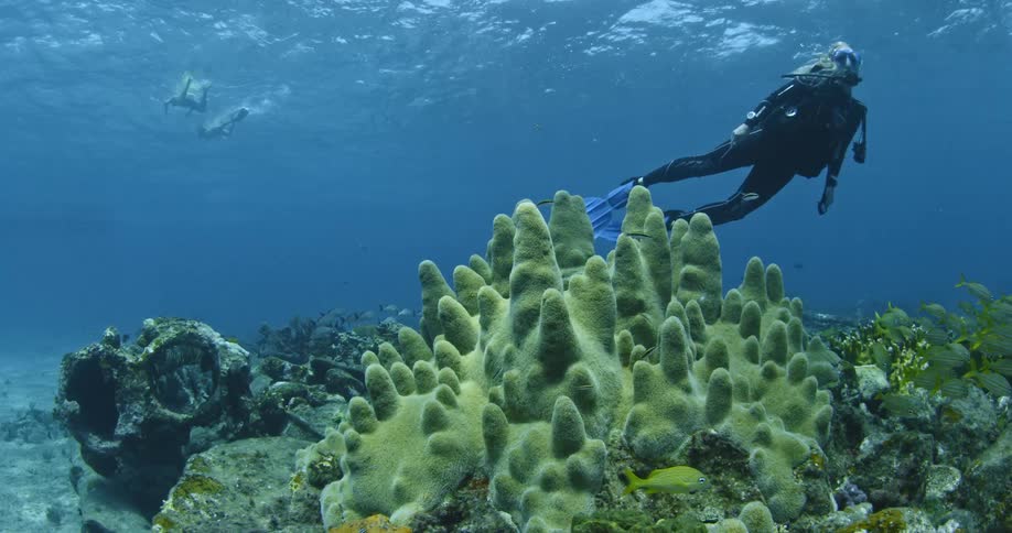 A diver swims near a school of fish and coral