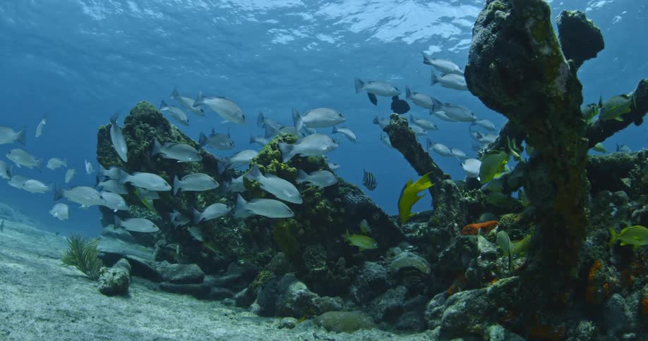 Fish swim near the ocean floor
