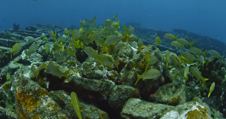 Fish swim near the rocky ocean floor
