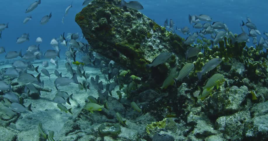 Schools of fish swim around coral and rocks at the bottom of the ocean