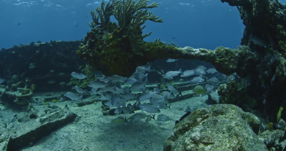 A school of fish are swimming around bushes and rocks on the bottom