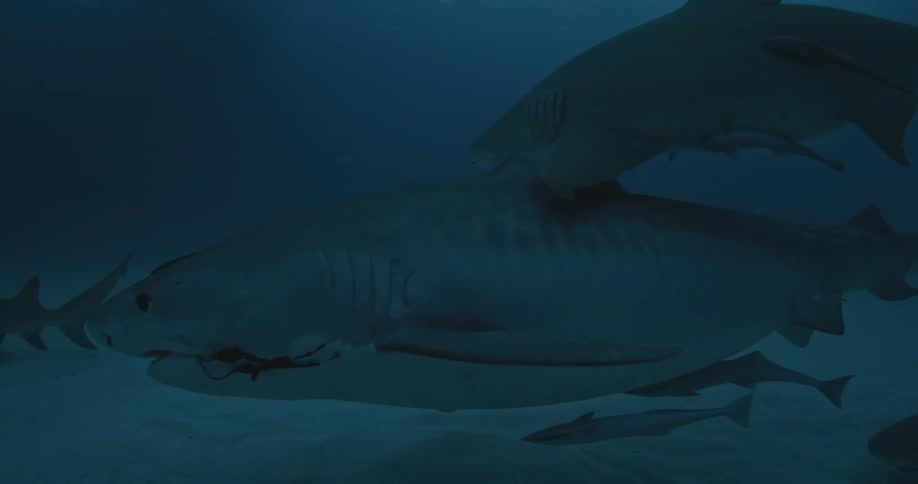 Sharks swimming in the bottom of the ocean