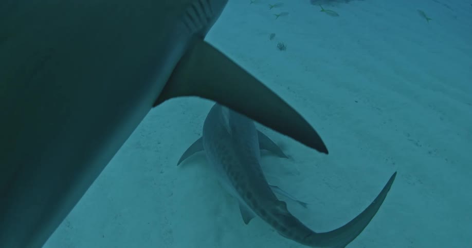 A shark is swimming along the ocean floor