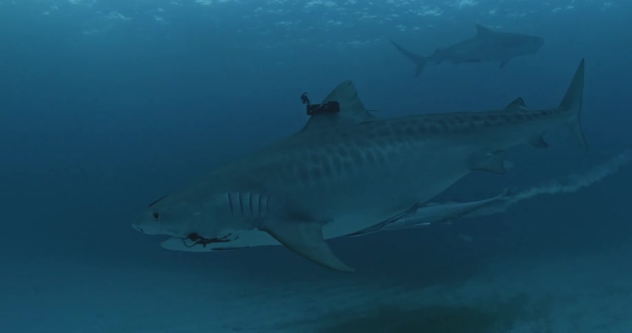 Shark swimming slowly through the water