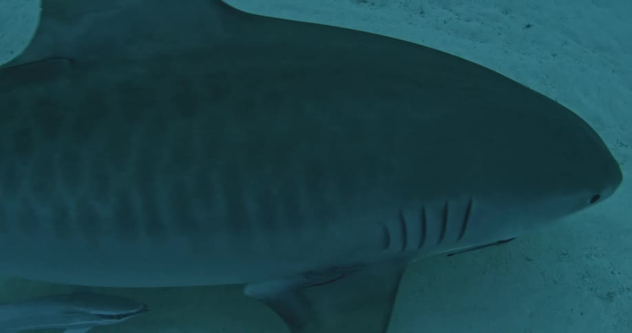 A shark swims just above the ocean floor