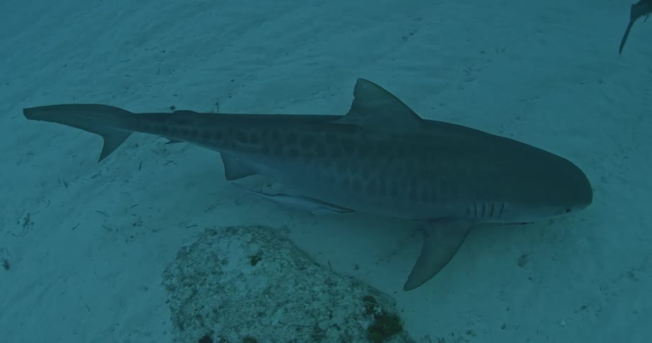 Sharks swim at the bottom of the ocean