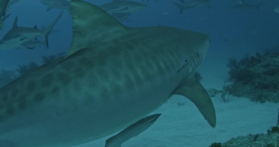A group of sharks swimming around