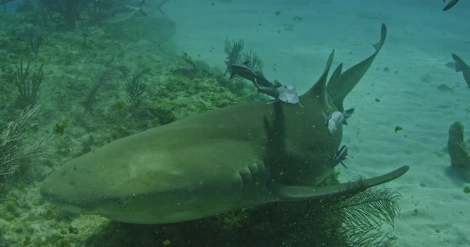 Fish follow a shark swimming at the bottom of the ocean