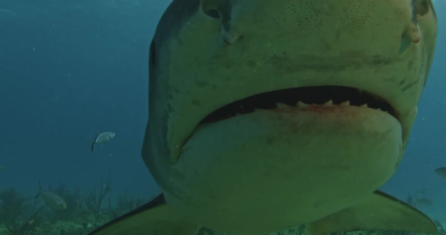 Extreme close-up of a shark nearing a camera