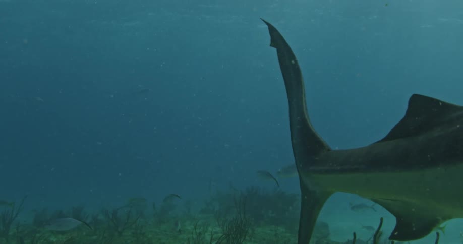 A shark swims in the sea