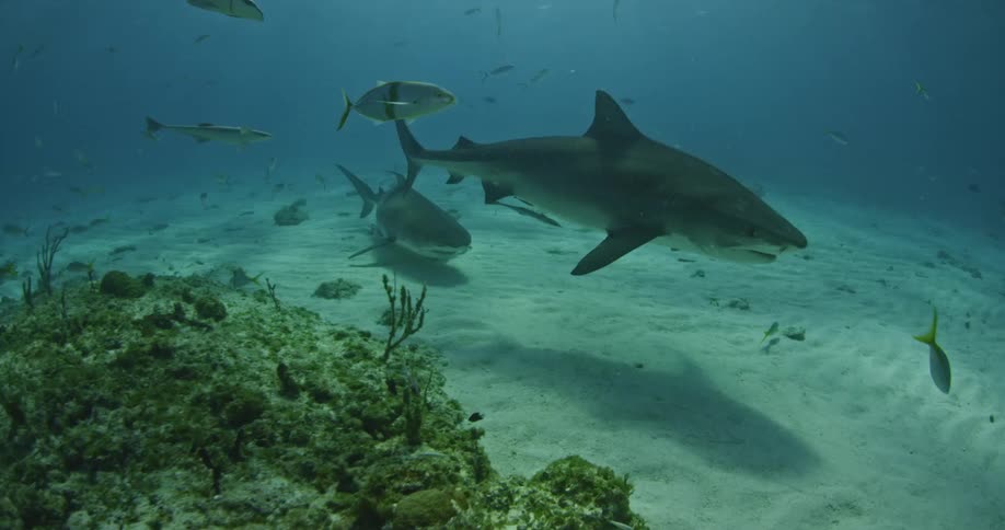 A large shark swims on the bottom of the ocean with other fish around