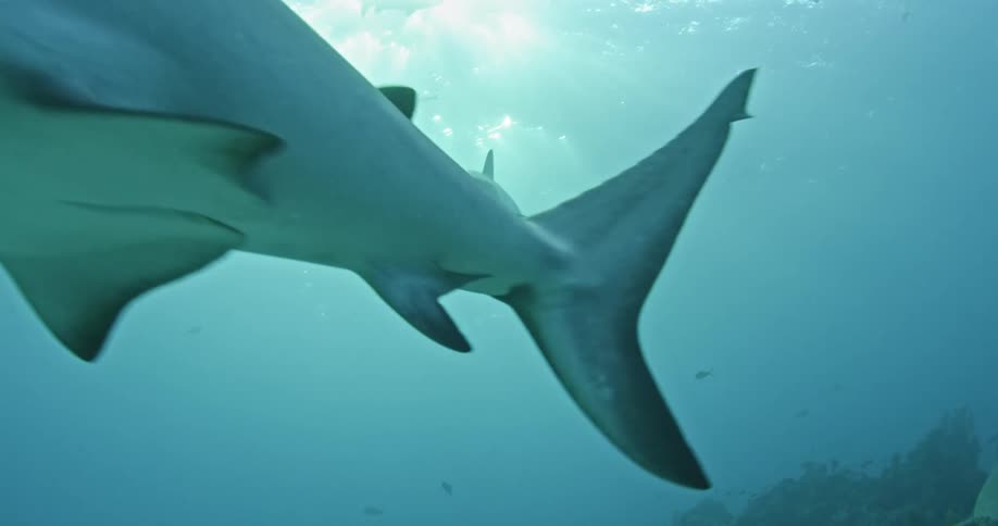 Two large sharks swim around in the water above