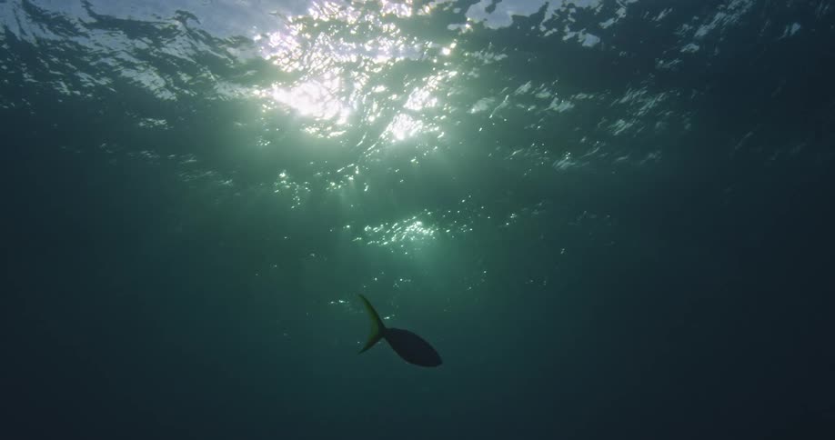 Sunlight shines through the surface of the ocean