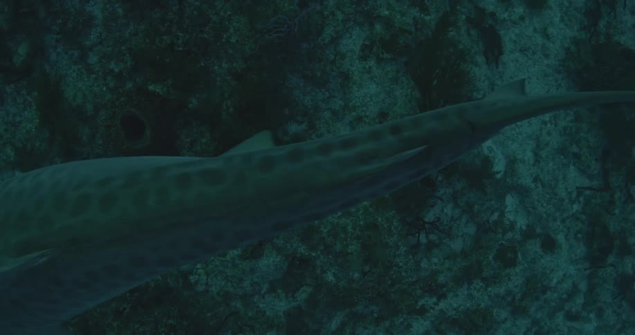 A shark is being filmed from above