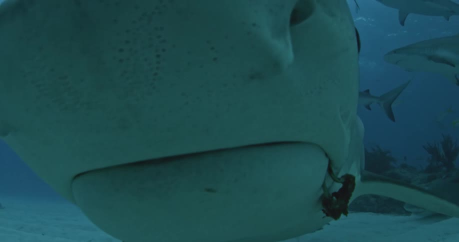 Sharks swim at the bottom of the ocean