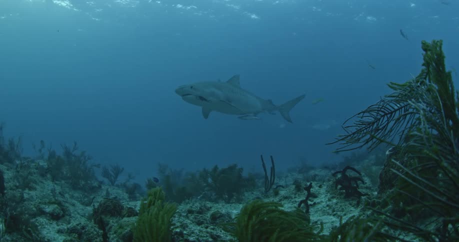 Coral sways in the ocean water as a shark swims above
