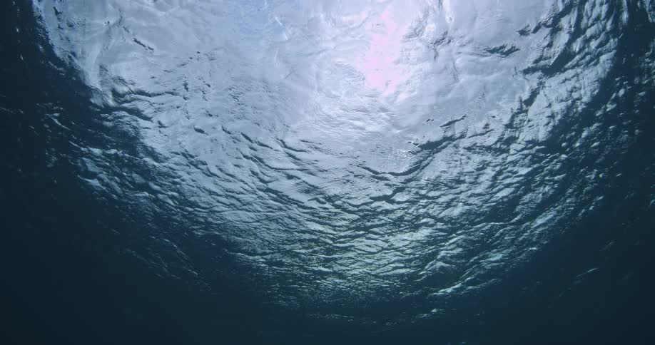 Underwater view looking up towards the surface