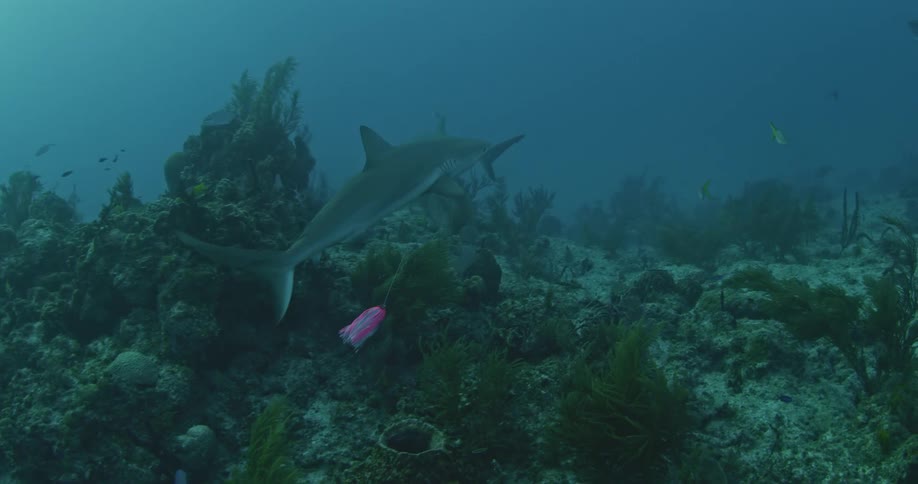 A shark swims over a rock near a pink fish