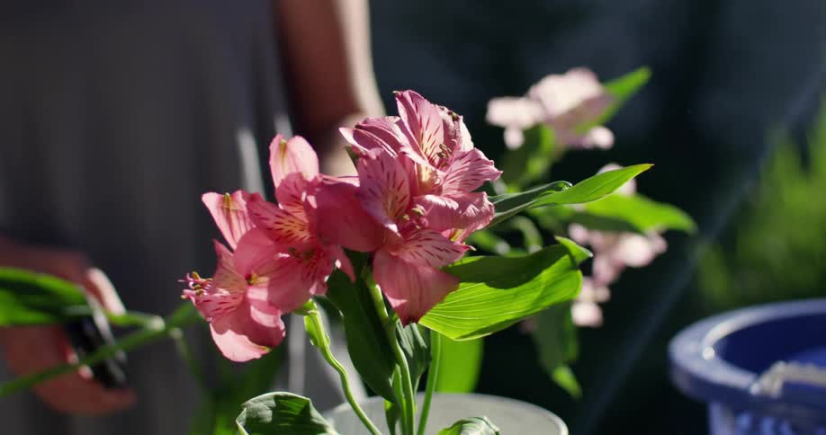 Women trimming flowers and placing them in containers