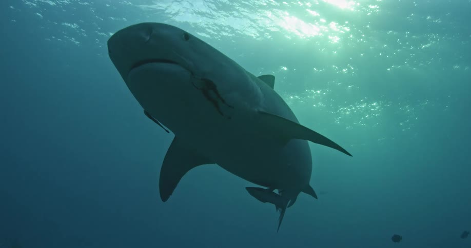 A baby shark floats just below a larger shark