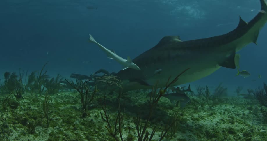 A shark is floating at the bottom of the ocean