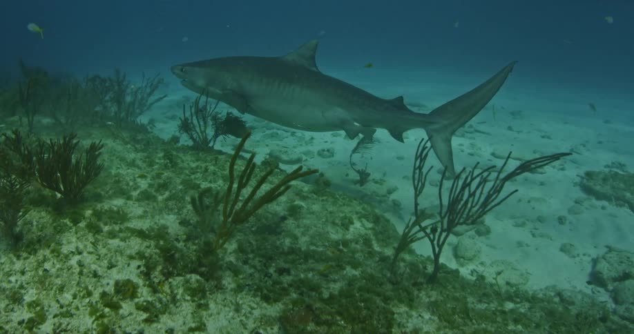 A shark swims at the bottom of the ocean