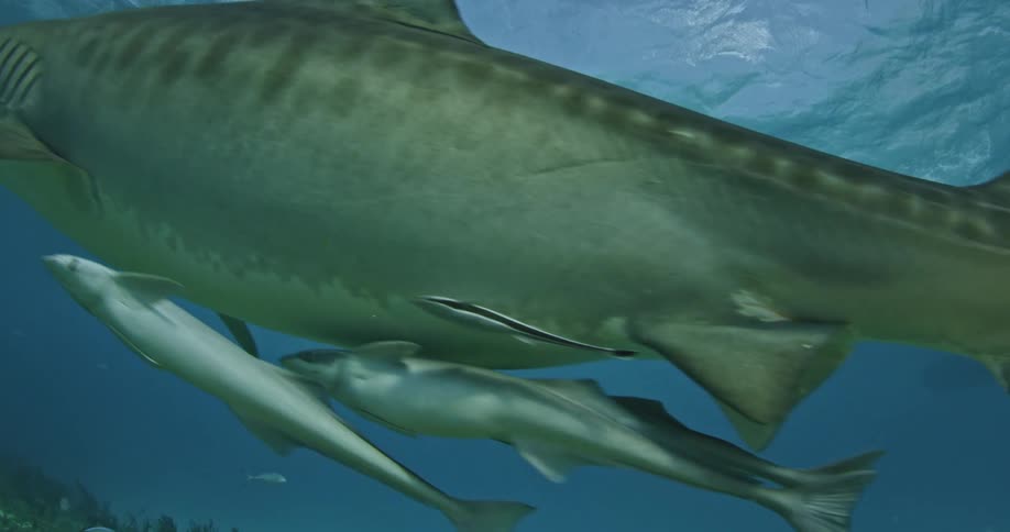 Sharks and fish swim in the ocean