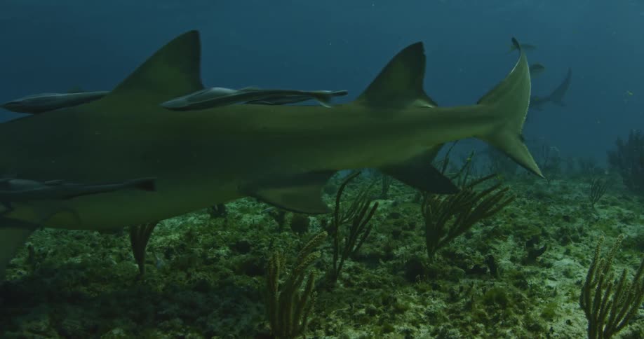 A shark swims with fish near the ocean floor