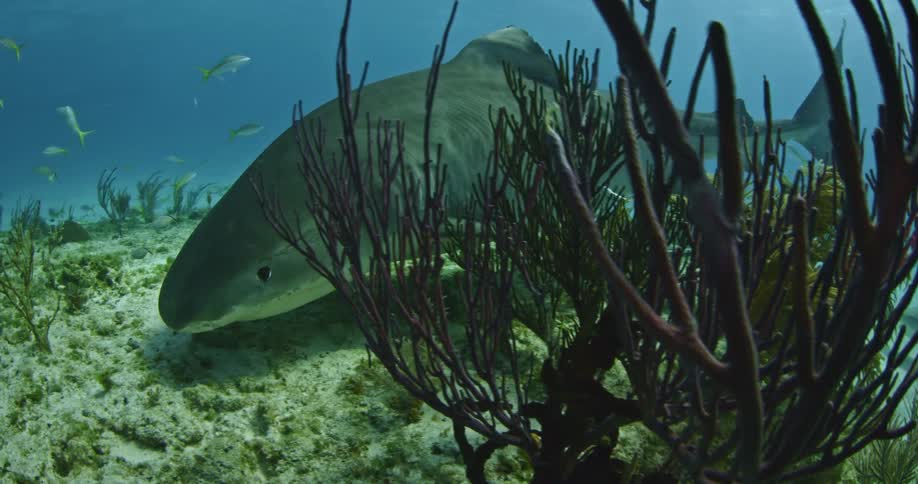 Shark swimming above the ocean floor