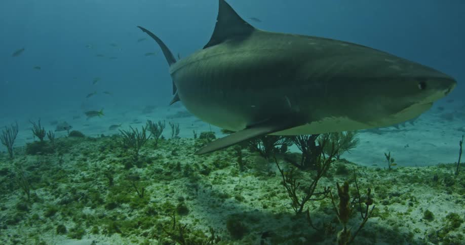 A shark hovers just above the sea bottom