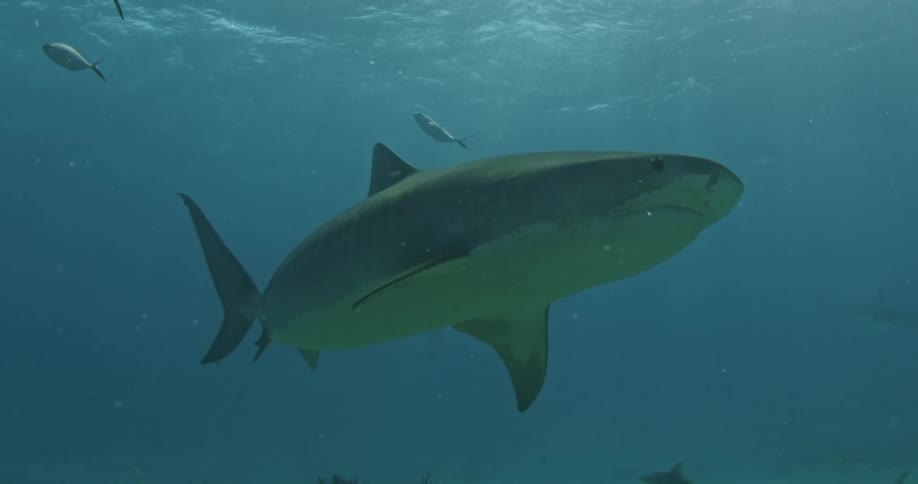 Shark swimming just below the surface of the water
