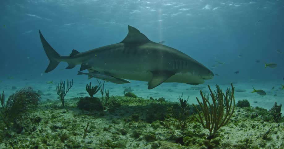 Fish swim alongside a shark near the ocean floor