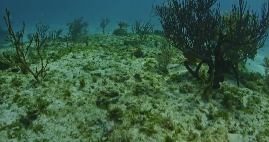 A diver is filming the plant life on the ocean floor