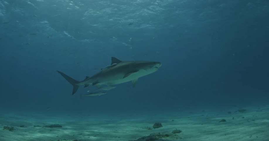 A large shark is being followed by two smaller fish