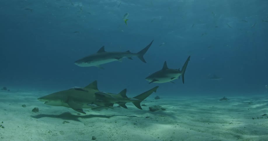 A group of sharks swimming togethers