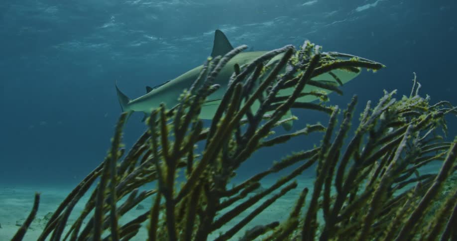 A shark swims above coral in the ocean