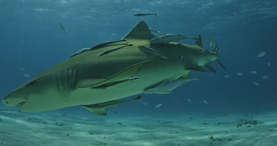 Shark and fish swimming near ocean floor