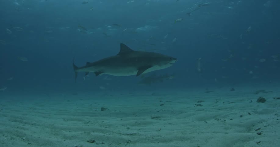Shark swimming slowly through the water