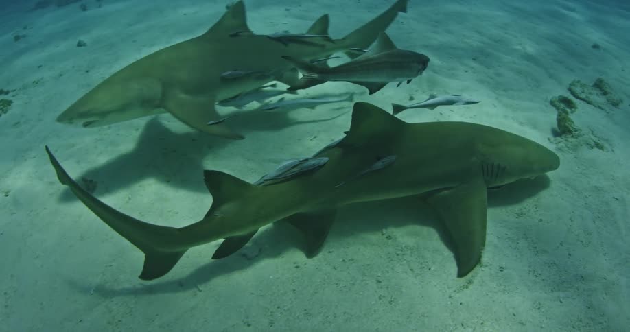 A different size sharks swim across the sand in the water