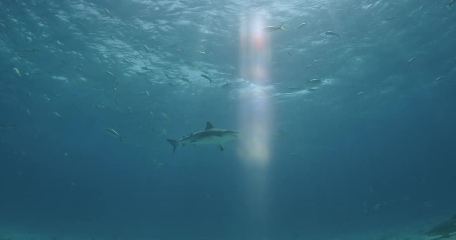 A lone shark is swimming towards the surface of the ocean
