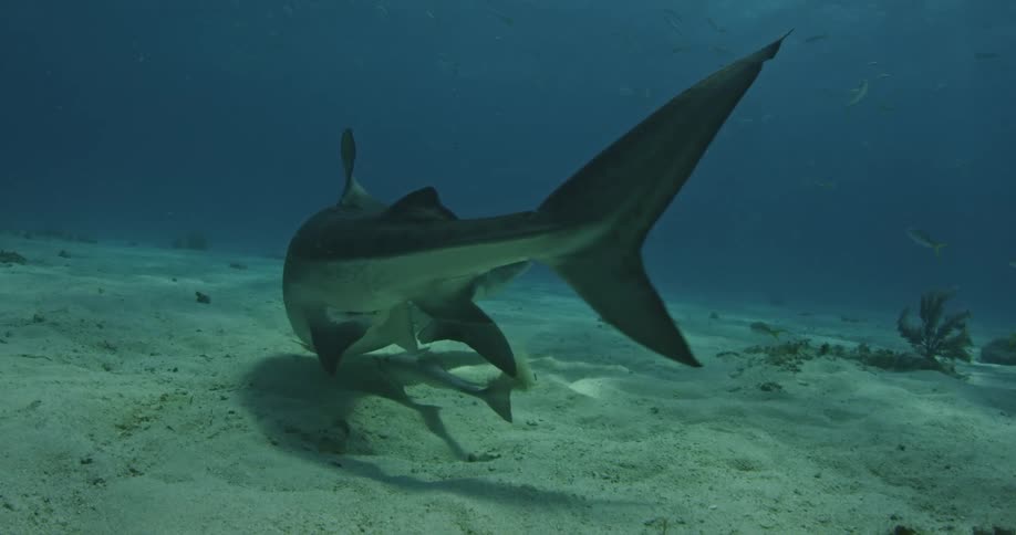 Shark swimming near ocean floor