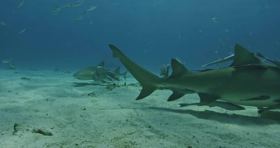 Remoras cling to sharks as they swim near the ocean floor