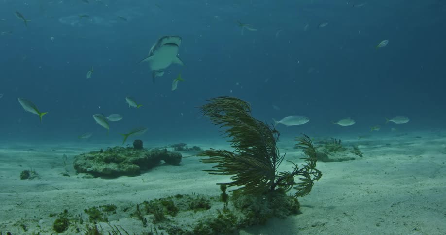 A shark swims in the water by some seaweed and smaller fish